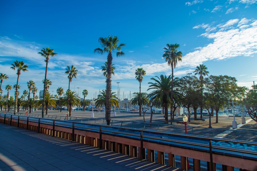 Palm Trees